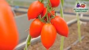 Суперурожайный томат отечественной селекции Миллениум F1