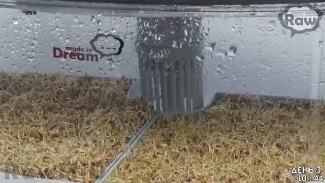 Микроферма Dream sprouter. Проращиваем Витграс