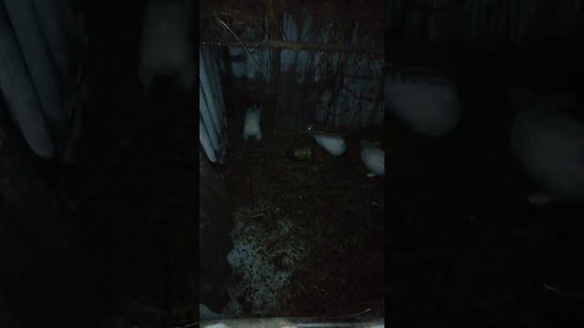 Кролики в яме. смотреть онлайн