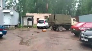 Шок. Сердечный приступ у собаки