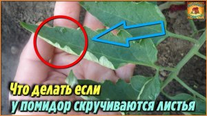 Мало кто знает, что нужно делать если скручиваются листья у томатов Дачные советы и рекомендации