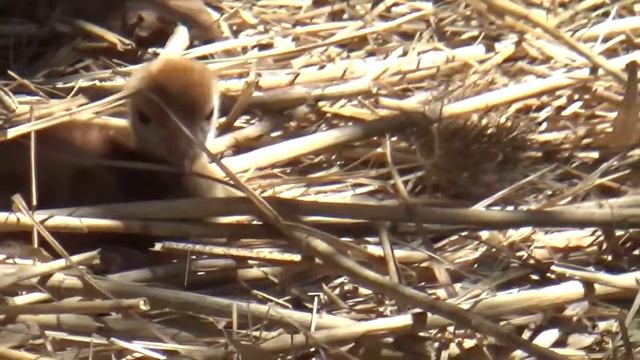 В Муравьевском парке у пары японских журавлей Кивили и Ока вылупился птенец смотреть онлайн