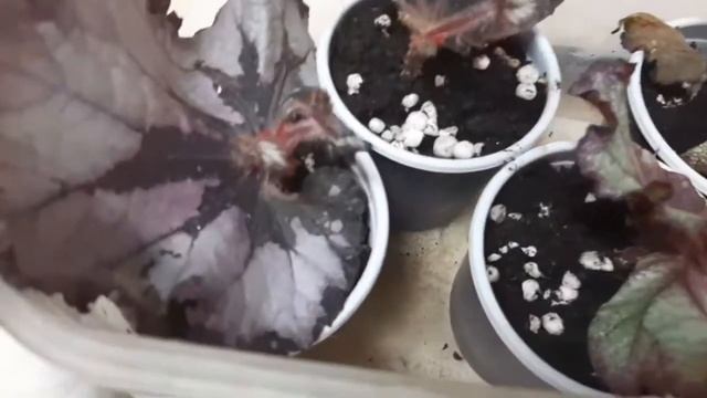 Как прижились фрагменты листа бегонии? смотреть онлайн