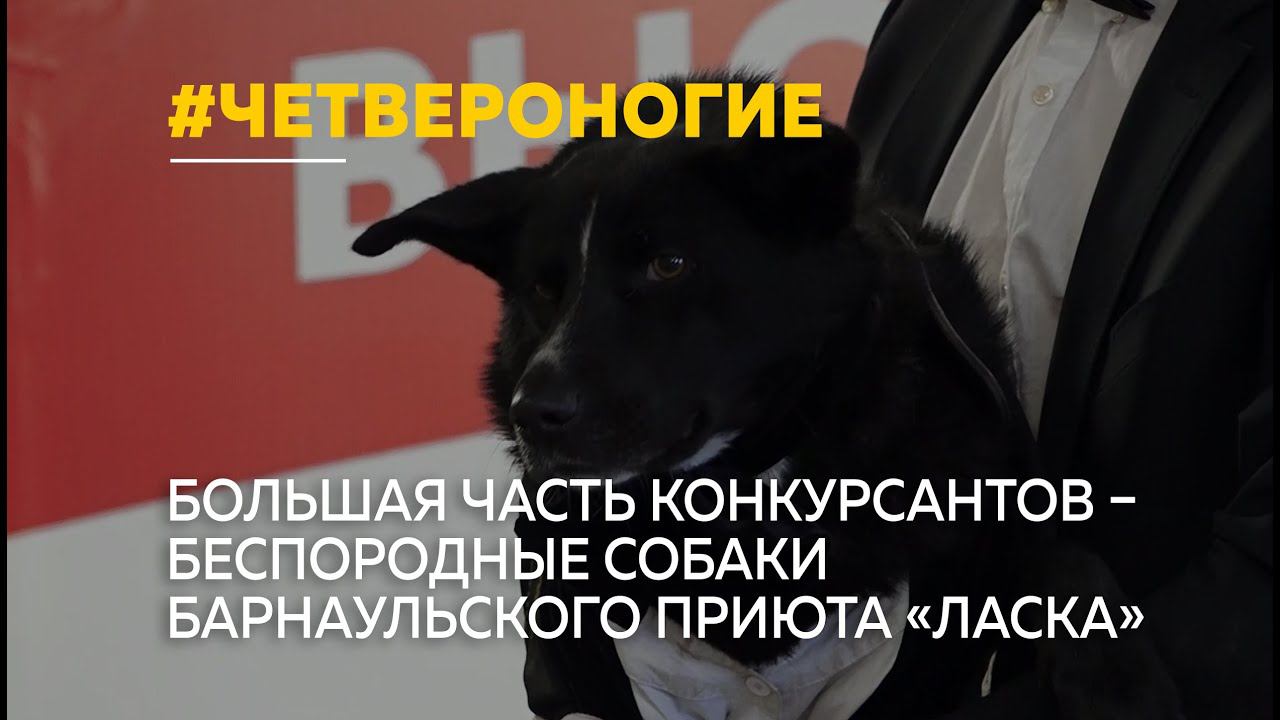 В Барнаульском приюте «Ласка» провели конкурс между беспородными собаками «Кубок Барбоса»