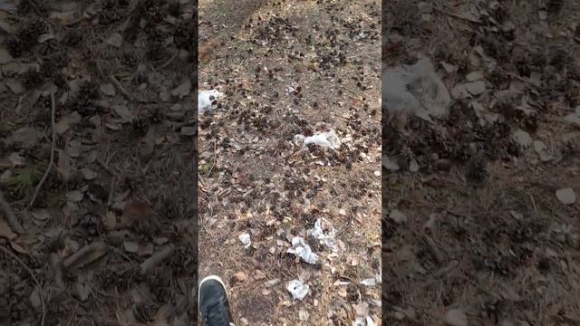 Раскрытие невероятного прогресса России: боги, свиньи и все, что между ними смотреть онлайн