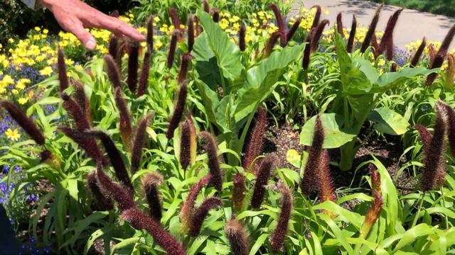 In the Garden with Dave: Jade Princess Ornamental Millet смотреть онлайн