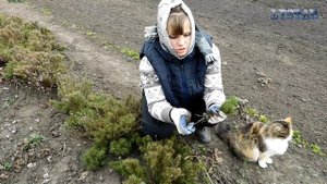 как посадить сантолину дома сантолина выращивание размножение огород сад розарий цветник