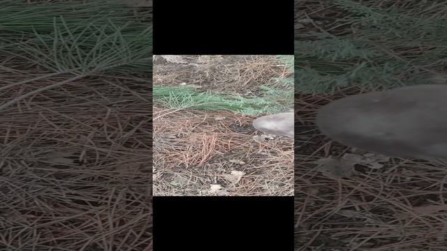 Рядовка землистая,грибы в январе