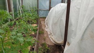 Соль и зола. Поливаем помидоры правильно и во время! Результат Вас удивит и обрадует!