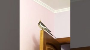 разговаривающий попугай корелла поет, корелла говорит, попугай корелла, приколы с ЖИВОТНЫМИ
