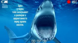 БЕЛАЯ АКУЛА VS КАСАТКА