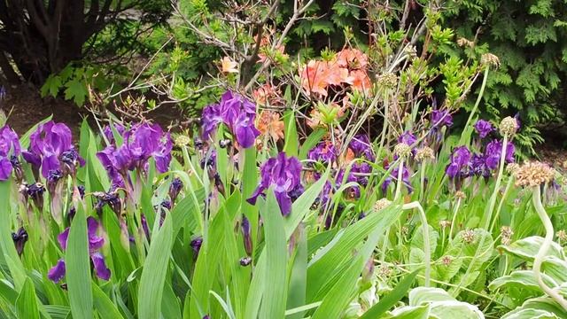 Olympus OM-D M10 Mark II тест видеосъёмки смотреть онлайн