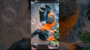 Песня мамы не из рекламы 💖💖💖