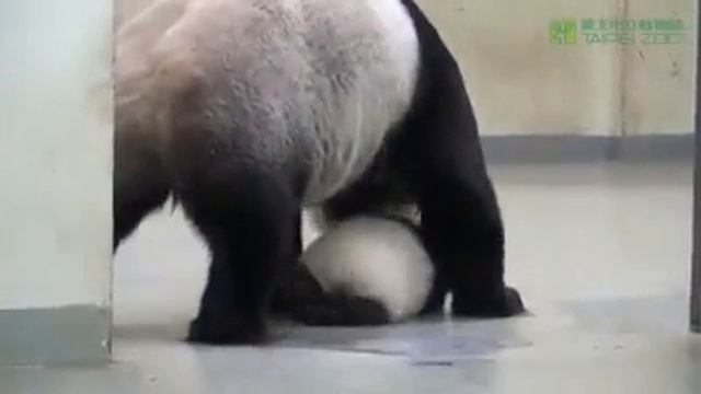 Мама панда укладывает спать сына смотреть онлайн