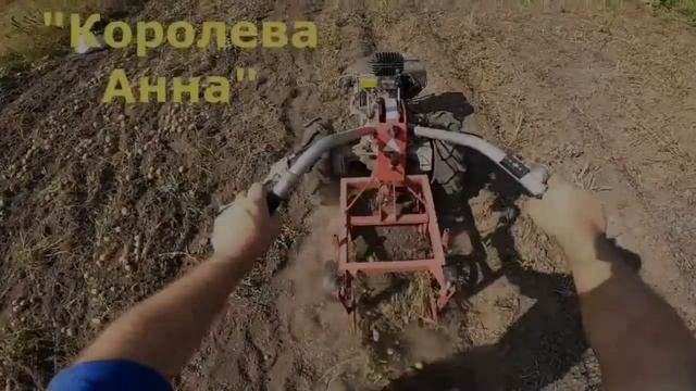 Картошка Королева Анна Характеристика И Описание Сорта
