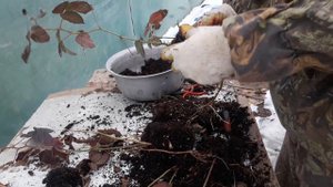 Ежевика на балконе.