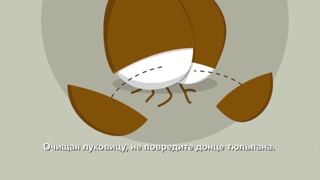 Tulip forcing Amsonia Holland смотреть онлайн