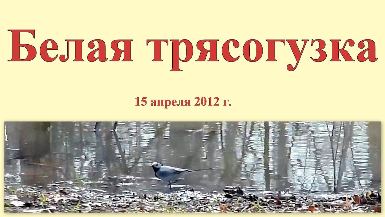 Белая трясогузка 15 апреля 2012