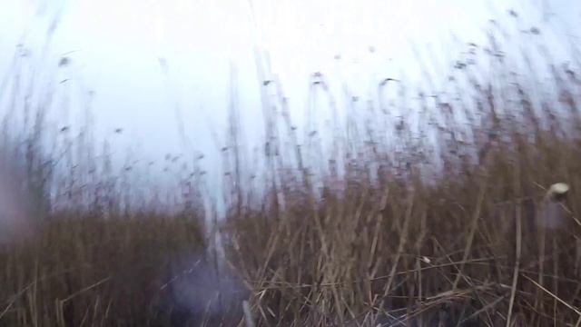 Wild boar hunting hog new охота на дикого кабана Wildschweinjagd смотреть онлайн