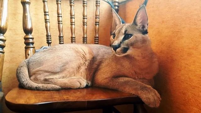 Домашняя рысь! Можно ли держать дома рысь? смотреть онлайн