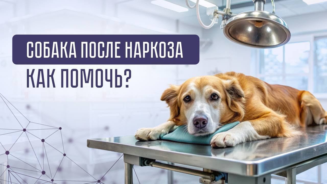 Как помочь собаке после наркоза?