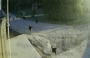 В Краснодаре бродячие собаки напали на школьника