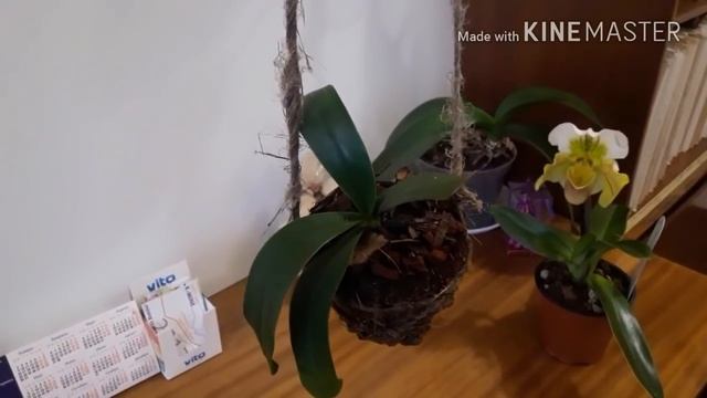 Орхидеи обзор: венерин башмачок, Cymbidium, дендробиум бери ода, твинкль, мильтония сансет ..... смотреть онлайн