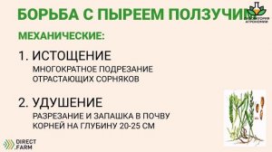 Пырей ползучий. Меры борьбы с сорняком