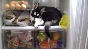 В мой холодильник пробрался щенок. Что делать? 