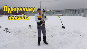 Пурге полгода.