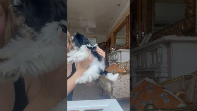 Девочка Бивер Йорк, питомник «Оберег Велеса» смотреть онлайн