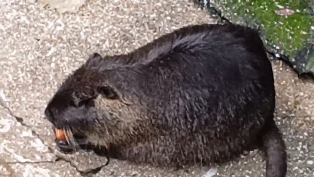 Стеснительная нутрия в зоопарке СКАЗКА.Ялта 06.12.2022 смотреть онлайн