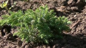 Покупка хвойных и декоративных культур/Сад грез