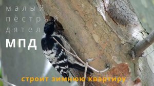 МПД  строит себе зимнюю квартиру
