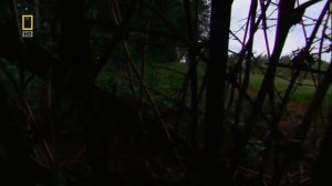 Самые опасные животные. Индия