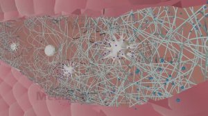 Свёртывающая и антисвертывающая система крови