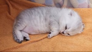Мама кошка накормила котёнка, уложила спать и ушла кушать