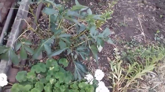 Пионы . Уход за пионами осенью. смотреть онлайн