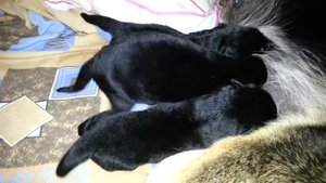 Новорожденные щенки восточноевропейской овчарки