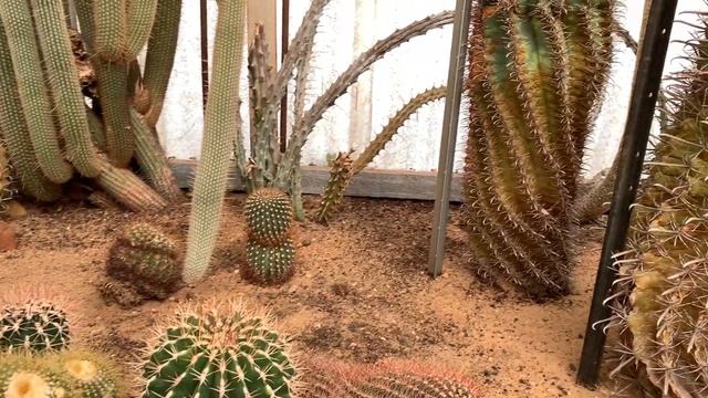 Cactus Collection Lester Myers смотреть онлайн