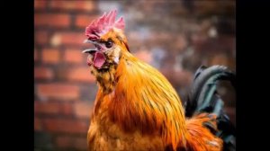 Петя, Петя, Петушок!