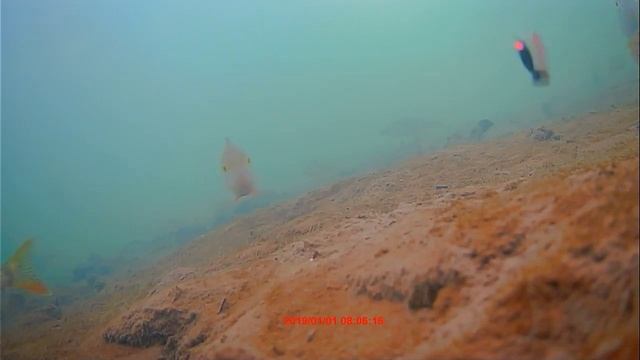 Ловля мормышкой на реке Проня смотреть онлайн