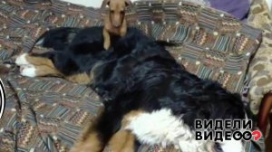 Такса-массажист. Видели видео? Фрагмент выпуска от 01.03.2020