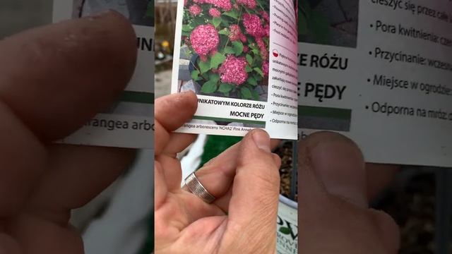 Лучшие сорта древовидных гортензий в Мире. Хиты 2022(Эксклюзив) из США от Тима Вуда