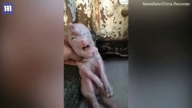 Поросенок с «человеческим лицом» родился в Китае видео смотреть онлайн