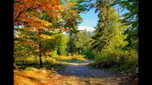 чудесный саксофон   best saqsafon