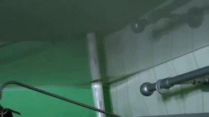 Непрошеный гость бегает по потолку