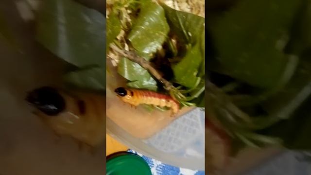 Древоточец пахучий смотреть онлайн