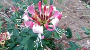 С Днём рождения, пусть исполнятся твои желания!