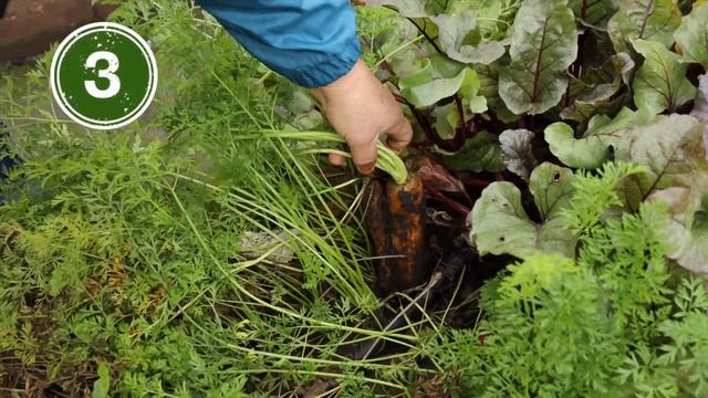Дачные работы с 13 по 19 октября. Завершаем дачный сезон.
